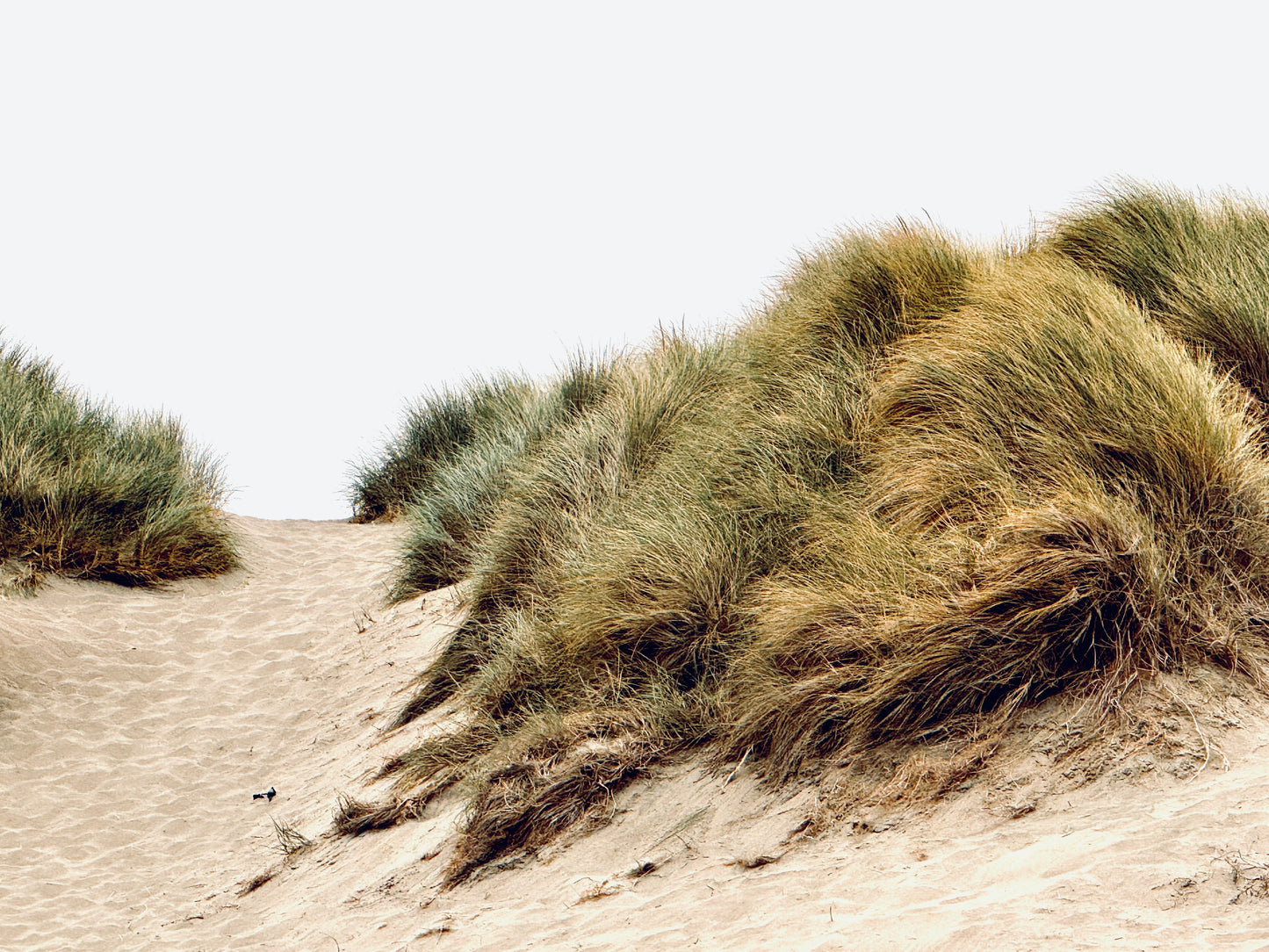 Landscape 20