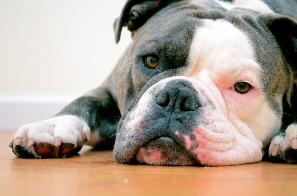 Pets 10