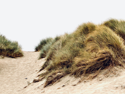 Landscape 20