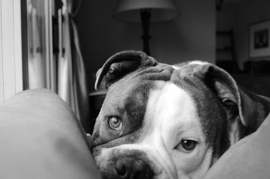 Pets 12