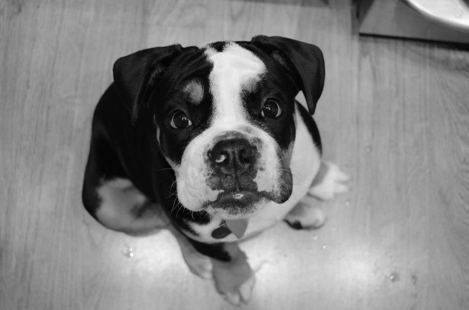 Pets 13