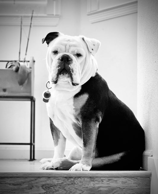 Pets 14