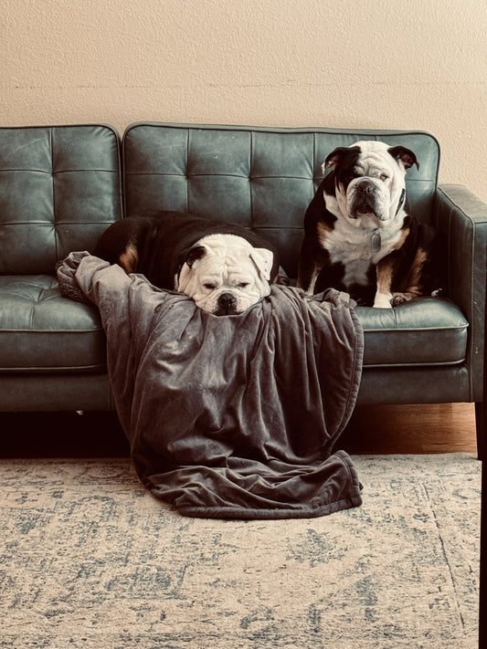 Pets 4