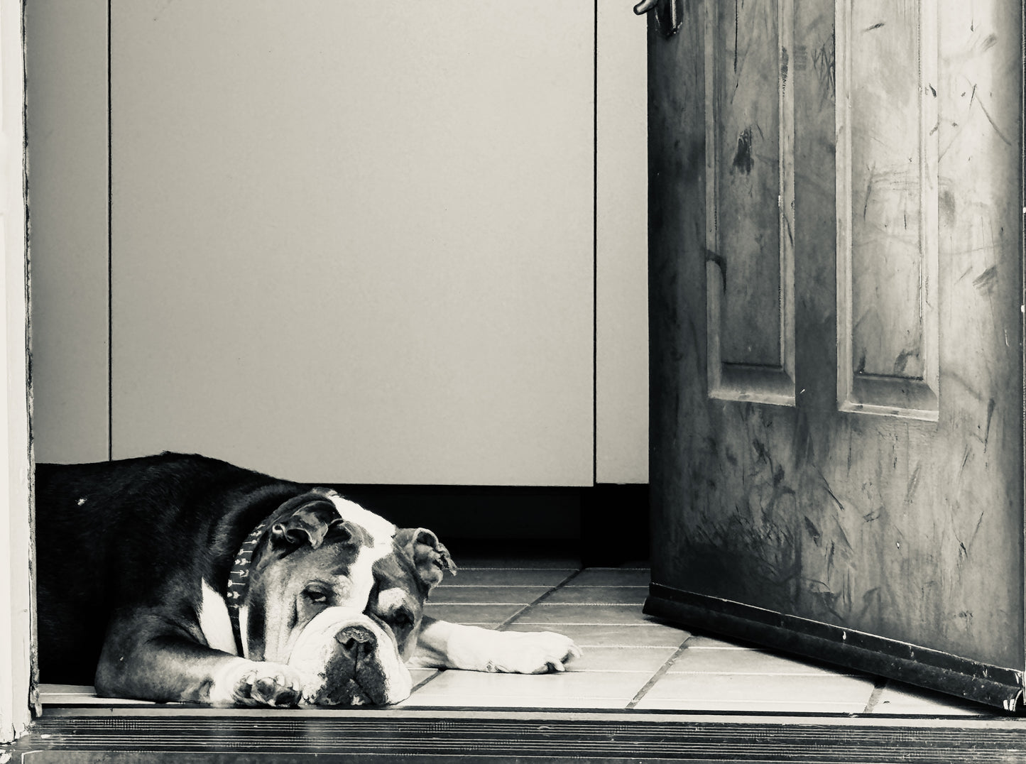 Pets 5