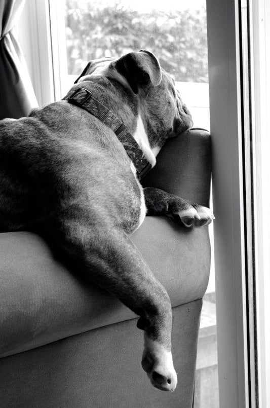 Pets 8