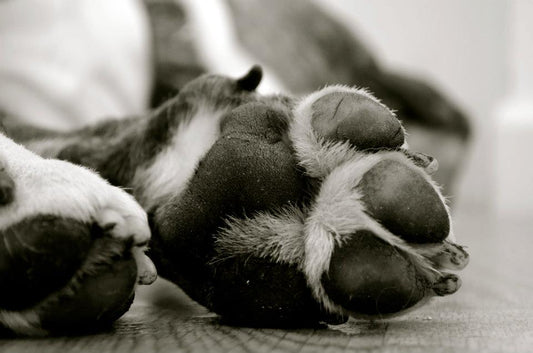 Pets 9